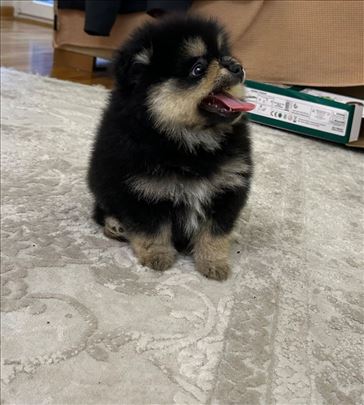 Pomeranac, black and tan