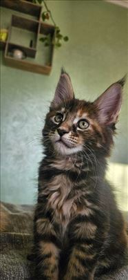 Maine Coon , mače