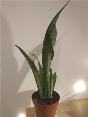 продам квітку SANSEVIERIA TRIFASCIATA