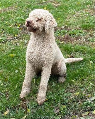 Lagotto romagnolo - muzjak na poklon 