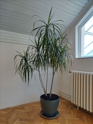 Dracaena Marginatta + poklon