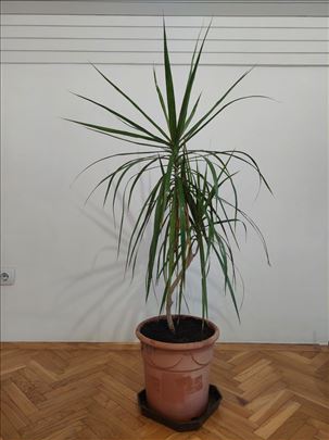 Dracena Marginata