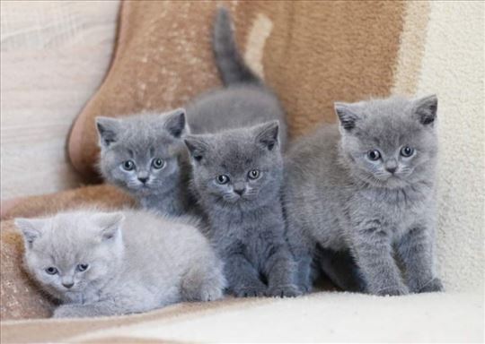 Britanski kratkodlaki mačići Najava legla 2026