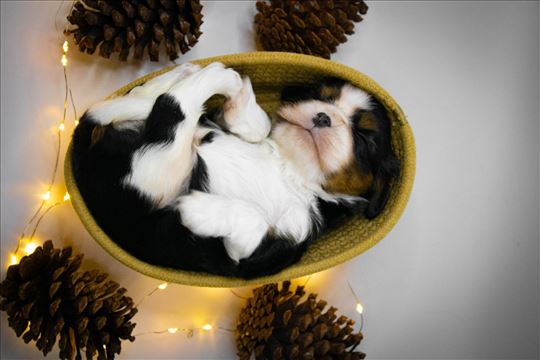 Muško štene Cavalier King Charles Spaniela 