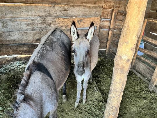 Na prodaju pule 7meseci staro