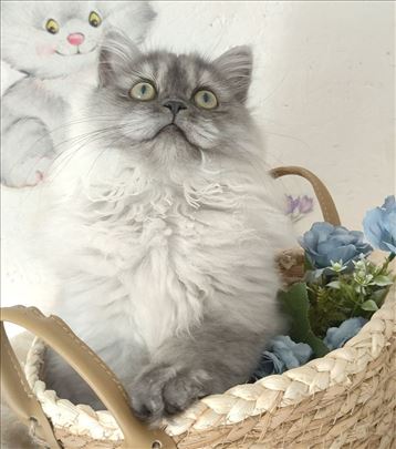 Skotska dugodlaka, mače-novogodišnja akcija 