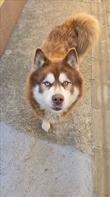 Šetanje pasa-dog walking Vračar