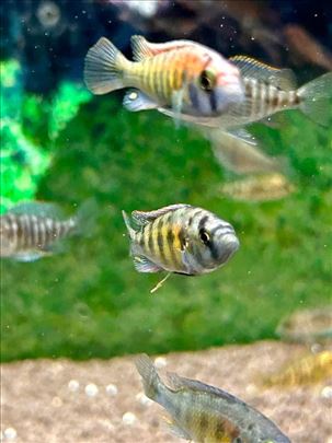 Ciklidi - Haplochromis SP44