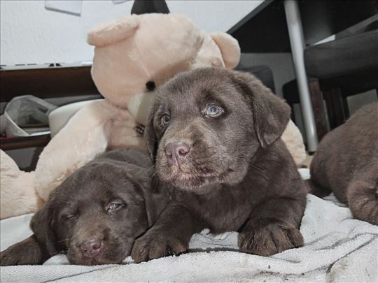 Labrador retriver, Čokoladni štenci