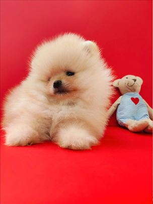 Pomeranac boo, pomeranian boo