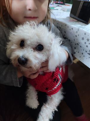 Bolonjski pas, odrastao pas