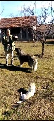 Šarplaninac, odrastao pas