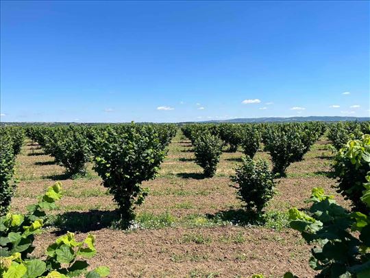 8 ha podno Kosmaja, 3.800 stabala lešnika i bunari