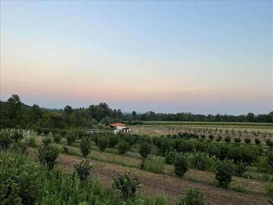 8 ha podno Kosmaja, 3.800 stabala lešnika i bunari