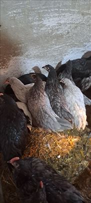 Australorp 