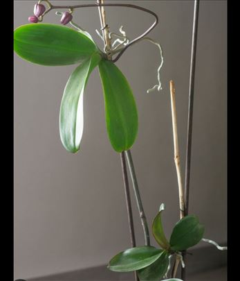 Keiki pasta za orhideje, kaktuse, sukulente