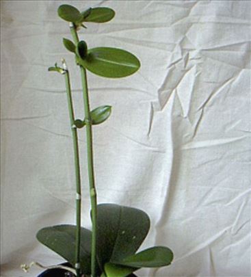 Keiki pasta za orhideje, kaktuse, sukulente