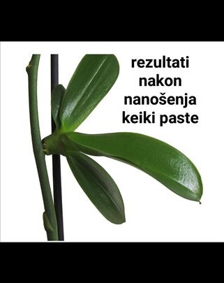 Keikin pasta za orhideje, kaktuse, sukulente