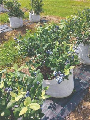 Prodajem sadnice borovnice u punom rodu