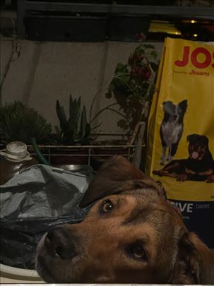 Medolence traži dom