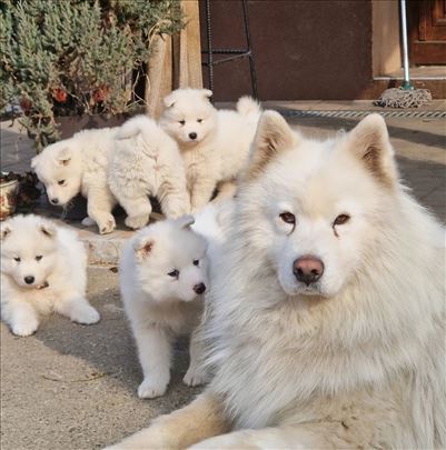 Samojed, štene