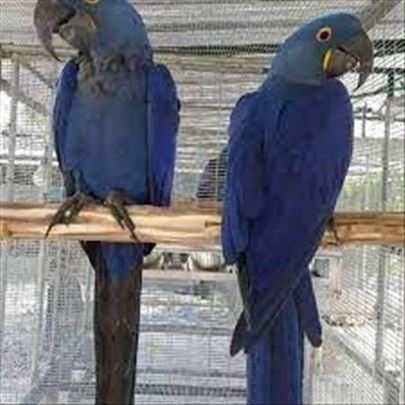 Papige Blue Hyacinth Macaw