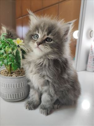 Maine Coon , mače