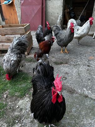 Poklanjam petlove - Australorp, Amrok, Araukana 