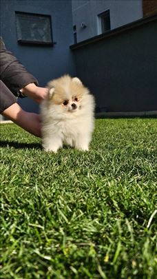 Pomeranci, pomeranac čistokrvni Boo 