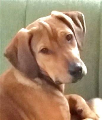 Molim za pažnju! Ja sam štene star 10 meseci.