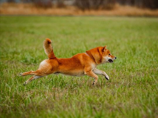 inter sampion Shiba Inu mužjak za parenje