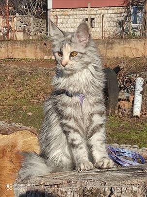 Maine Coon, mlada mačka