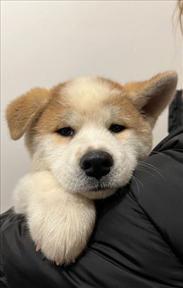 Akita inu, štenci