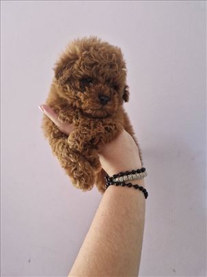 Prelepe pudle toy