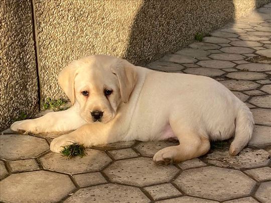 Labrador retriver štenci