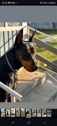 Doberman , odrastao pas / parenje