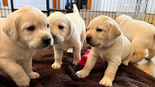 Labrador retriver, štene