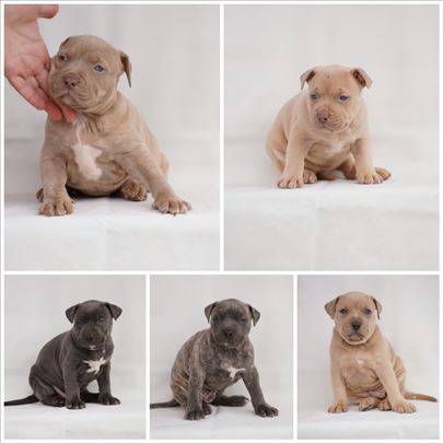 Pitbull Pit bul terrier