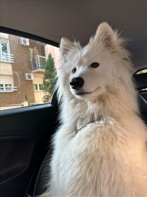 Samojed Bella, mlad pas, poklanjamo