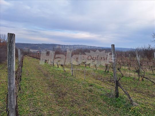 Izdajem Vinograd od 45ari na Pavlovcu kod Topole 