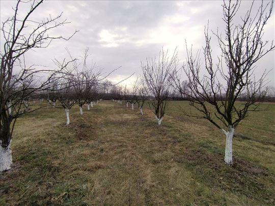 Poljoprivredno zemljište sa zasadom šljiva, 58 ari