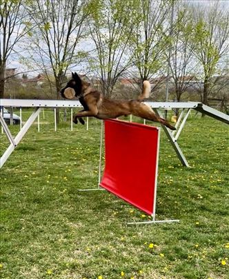 Belgijski ovčar malinoa za parenje