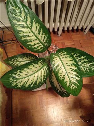 Difenbahija 80 cm, леп поклон за 8. март