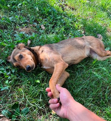 Udomi i sve ti je obezbedjeno