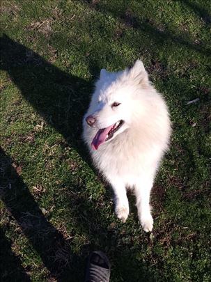 Samojed, odrastao pas