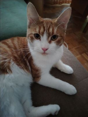 Mackic trazi vlasnika