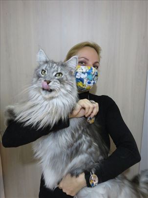 Maine Coon mačić velike linije