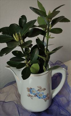 Vintage original porcelanska vaza čajnik 