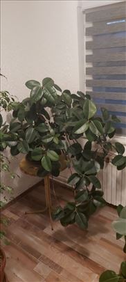 Na prodaju: 23-godišnji fikus