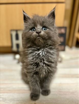 Maine Coon, mače